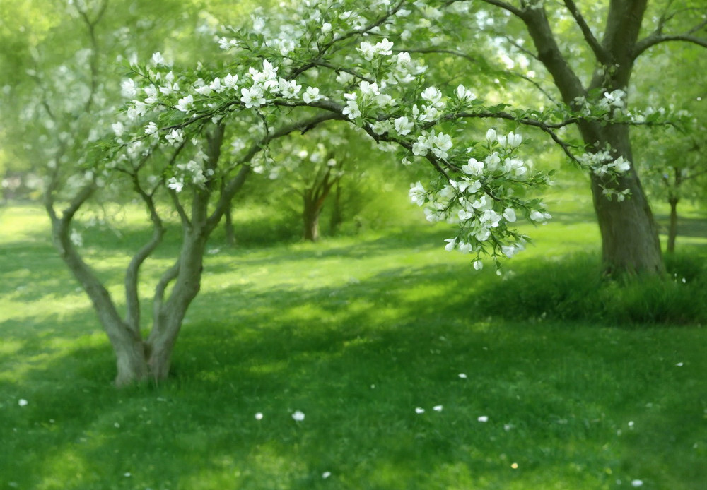 Нейрофотофон "Цветущий сад"